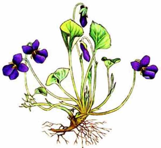 Sweet Violets Edible Flowers, Medicinal Plants Mother Earth News
